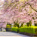 Japão para além do turismo: Alberto Toshio Murakami revela como as tradições e a vida quotidiana moldam a verdadeira essência do país.