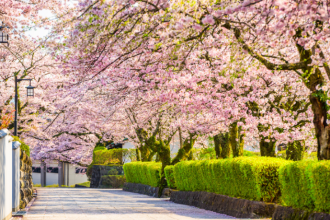 Japão para além do turismo: Alberto Toshio Murakami revela como as tradições e a vida quotidiana moldam a verdadeira essência do país.