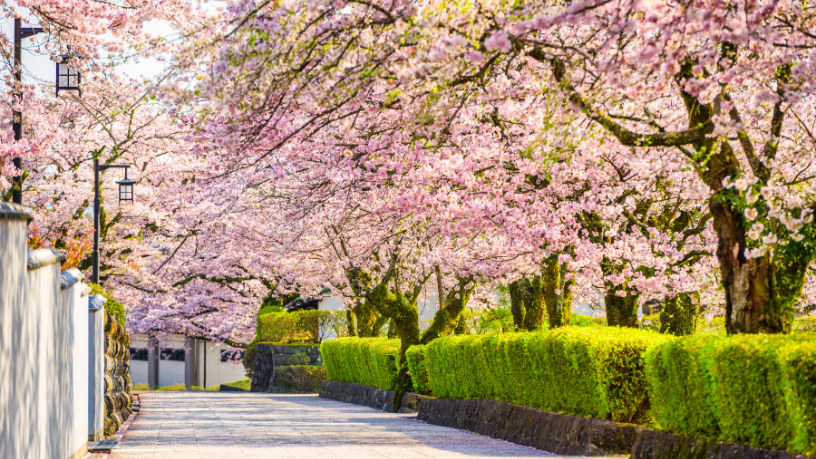 Japão para além do turismo: Alberto Toshio Murakami revela como as tradições e a vida quotidiana moldam a verdadeira essência do país.